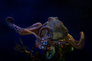 Common Octopus - Octopus vulgaris under the water