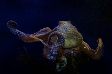 Obraz na płótnie Canvas Common Octopus - Octopus vulgaris under the water