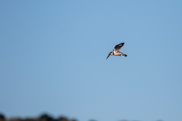 Pied Kingfisher