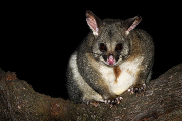 Obraz premium Common Brush-tailed Possum - Trichosurus vulpecula -nocturnal, semi-arboreal marsupial of Australia