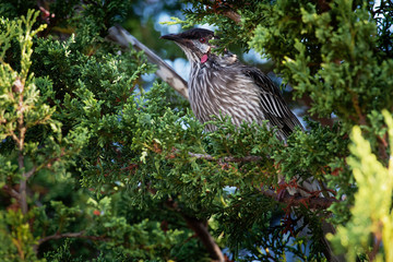 Red Wattlebird - Anthochaera carunculata  is a passerine bird native to southern Australia