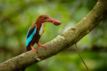 White-throated Kingfisher (Halcyon smyrnensis) on the branch in Singapore with the prey - lizard