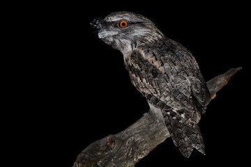 Tawny Frogmouth (Podargus strigoides) nightjar from Australia, sitting on the tree in the night
