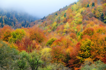 Fototapeta premium Beautiful landscape view of the mountains of the Rila Nature Park in Bulgaria with vibrant autumn colors in the forest