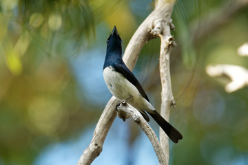 Satin Flycatcher - Myiagra cyanoleuca male - is found in Australia, Indonesia, and Papua New Guinea.