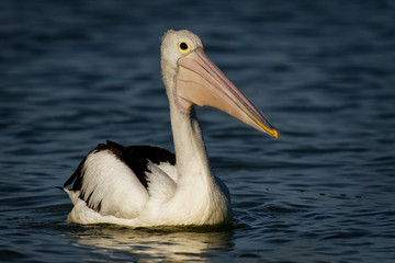 Fototapeta na wymiar The Australian pelican (Pelecanus conspicillatus) is a large waterbird