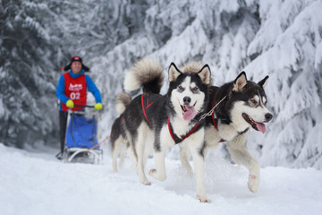 Sled dog competition in winter landscape