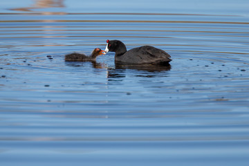 Red Knobed Coot