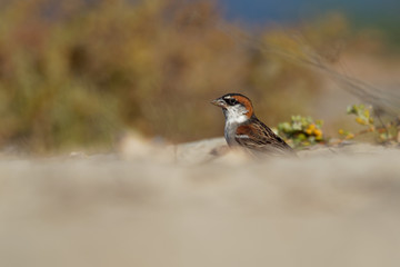 Iago Sparrow - Passer iagoensis - male - also known as the Cape Verde or rufous-backed sparrow, is endemic to the Cape Verde archipelago, in the eastern Atlantic Ocean near western Africa