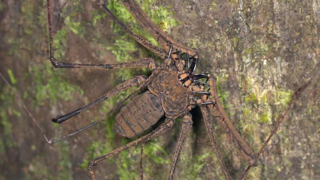 Tailless whip-scorpion (Amblypygid) on a tree trunk in tropical rainforest,  Ecuador
