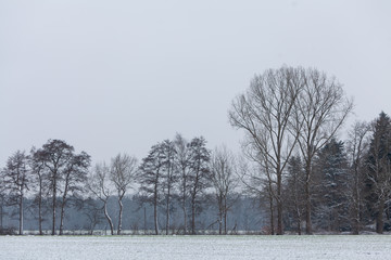 Bäume im Nebel