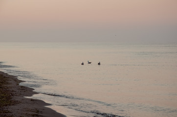 Seagulls swim along the sea shore