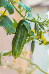 Cucumber, fruit of an organic healthy Cucumis Sativus plant of a heirloom variety Parisian Pickling Gherkin, hanging on the trellis on the balcony as a part of the urban gardening project in Italy
