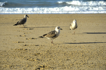 Gaviotas en la playa