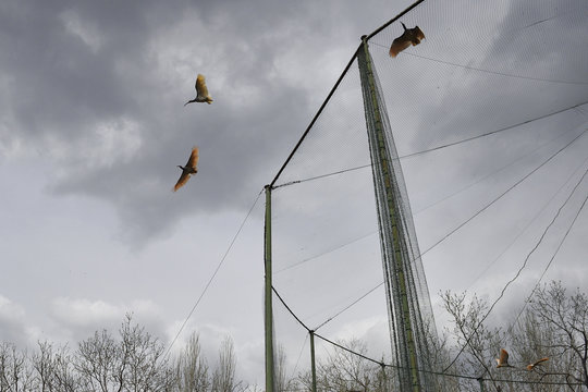 Release captive bred Crested ibis birds