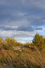 autumn landscape with trees and blue sky