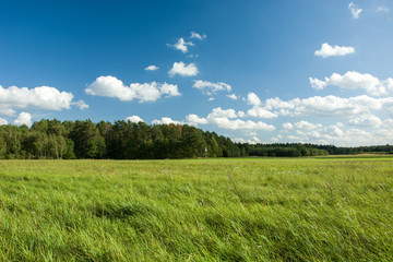 Big green meadow and forest