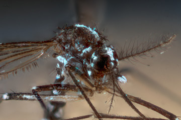 moustique tigre focus stacking 10X