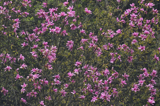 Blooming Magnoliaceae