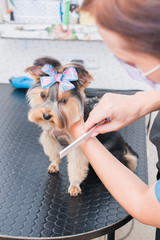 Hands combing york terrier. Groomer working, cute little dog.