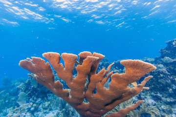 Elkhardn coral Caribbean coral reef