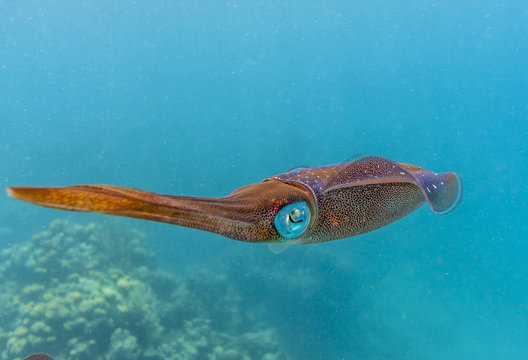 Caribbean coral reef swimming squid