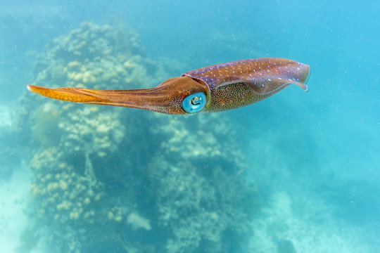 Caribbean coral reef swimming squid