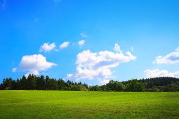 Summer field with green grass and blue sky. Nature background.