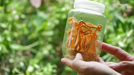 Cordyceps Militaris Growing mushrooms in a refrigerator jar. - 224134298