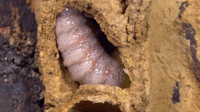A full grown Potter Wasp (Vespidae) larva ready to pupate within a nest constructed from mud. The mother wasp had collected and stung spiders and placed them in the nest for the larva to feed on. 