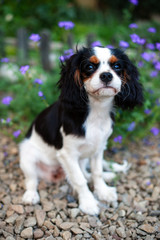 Puppy Cavalier King Charles Spaniel sits among the flowers