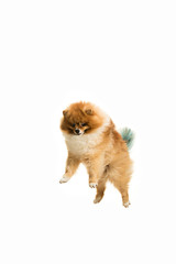 The cute Little jumping young pomeranian cob isolated over white studio background