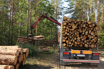 Timber harvesting and transportation in forest. Transport of forest logging industry, forestry industry. 