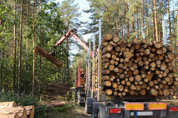 Timber harvesting and transportation in forest. Transport of forest logging industry, forestry industry. 