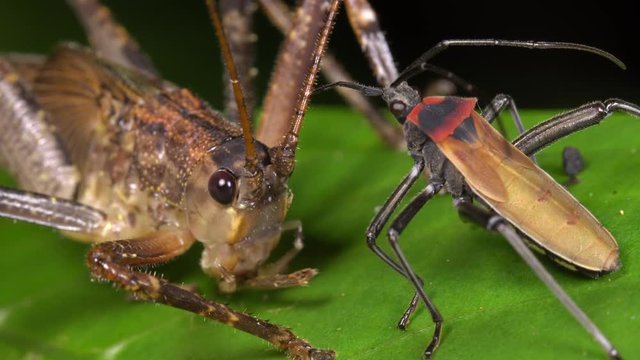 An assassin bug shares the remains of an insect with a predatory bush cricket in the rainforest, Ecuador. 