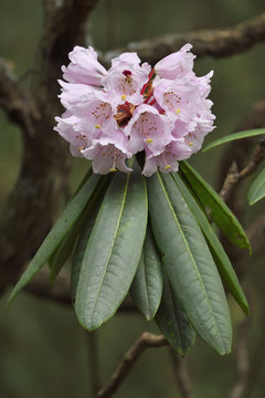 Rhododendron
