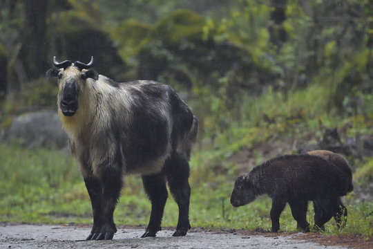 Fototapeta Tibetan takin with calves Tangjiahe National Nature Reserve, China