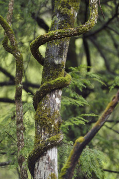 Lianas tree