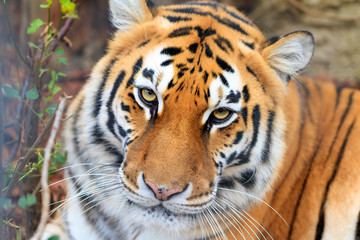 Beautiful close up portrait of a Siberian tiger (Panthera tigris tigris), also called Amur tiger