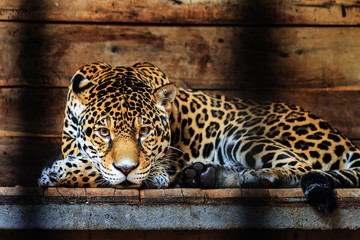 Obraz premium Piękne zbliżenie Jaguara (Panthera onca), gatunku dzikiego kota pochodzącego z obu Ameryk