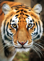 Fototapeta premium Piękny portret z bliska tygrysa syberyjskiego (Panthera tigris tigris), zwanego także tygrysem amurskim
