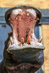 Beautiful close up portrait of a common hippopotamus (Hippopotamus amphibius) with its mouth wide open