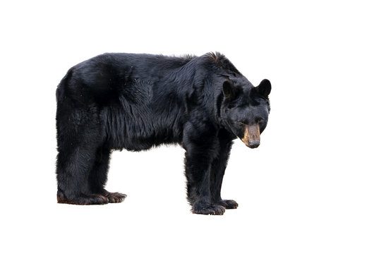 The American black bear (Ursus americanus), a medium sized bear native to North America, isolated on a white background