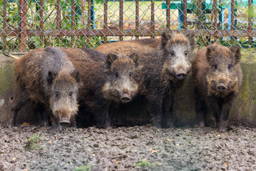 Group of young Wild boar (Sus scrofa), also known as the wild swine or Eurasian wild pig