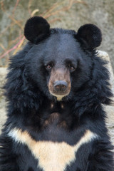 Beautiful portrait of The Asian black bear (Ursus thibetanus) with round ears and white chest patch in the shape of a V
