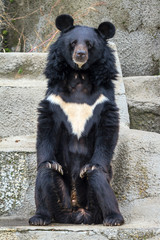 Beautiful portrait of The Asian black bear (Ursus thibetanus) with round ears and white chest patch in the shape of a V