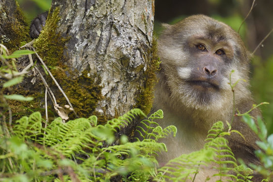 Tibetan macaque fedding