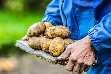 Old hand of farmer holding fresh organic potatoes