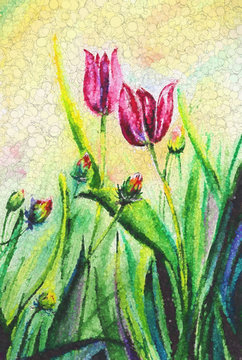 Cyprus tulips illustration