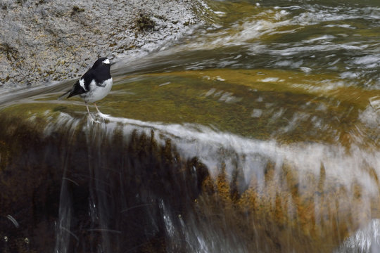 Little forktail bird